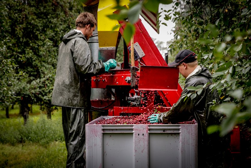 Muld Frederiksdal Kirsebærvin Produktion Høst 2 Credit Ingrid Riis 800Px